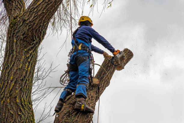 Why Choose Our Tree Removal Services in Grand Bay, AL?